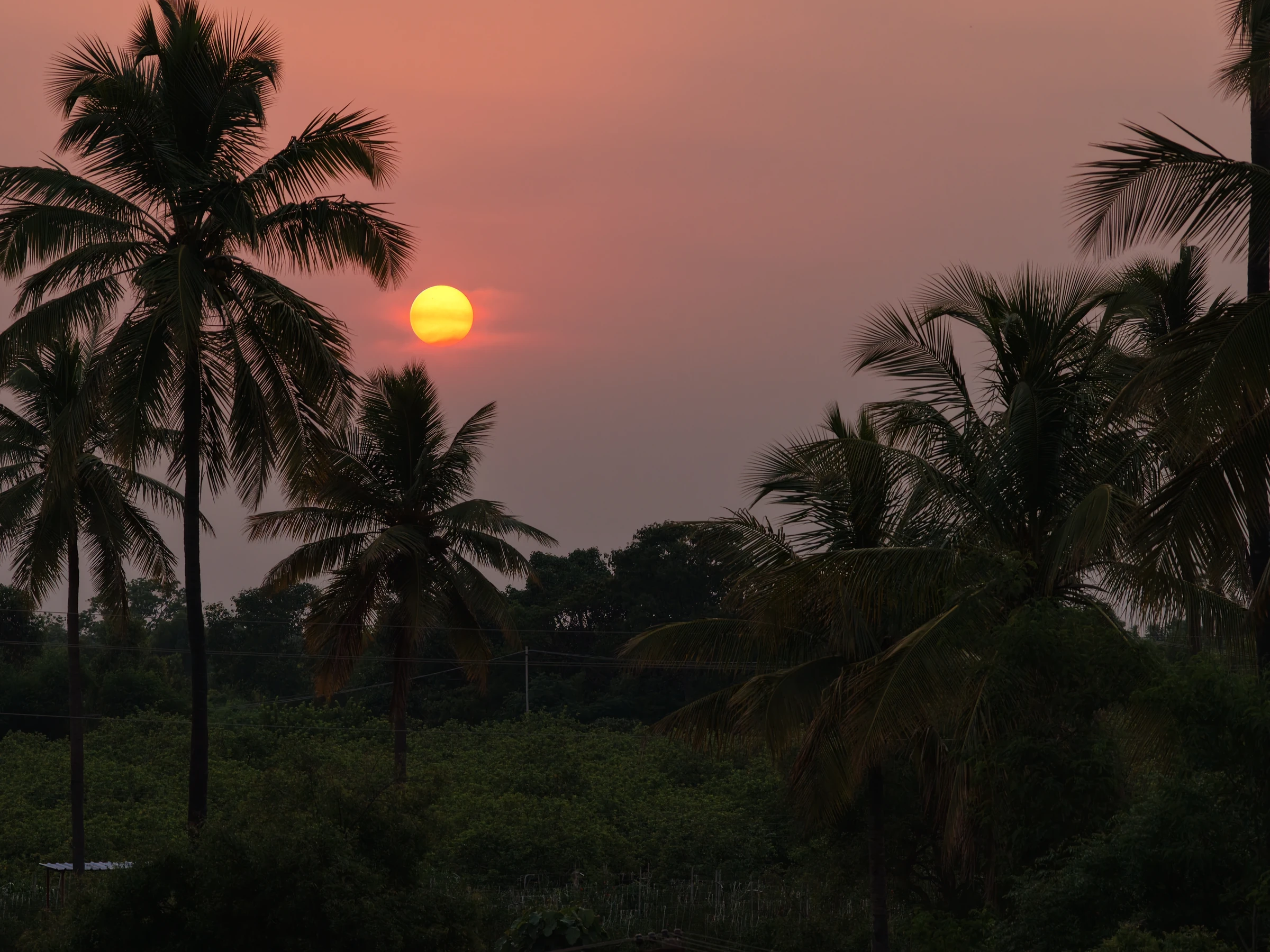 Sunset framed by palm trees, photographed by Mamathesh Gowda